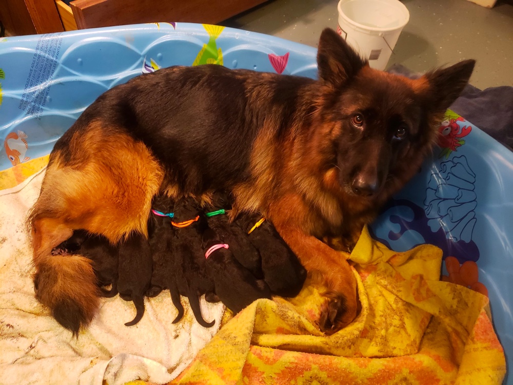 best german shepherd breeders in ohio