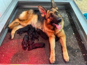 Watchman German Shepherd Kennel