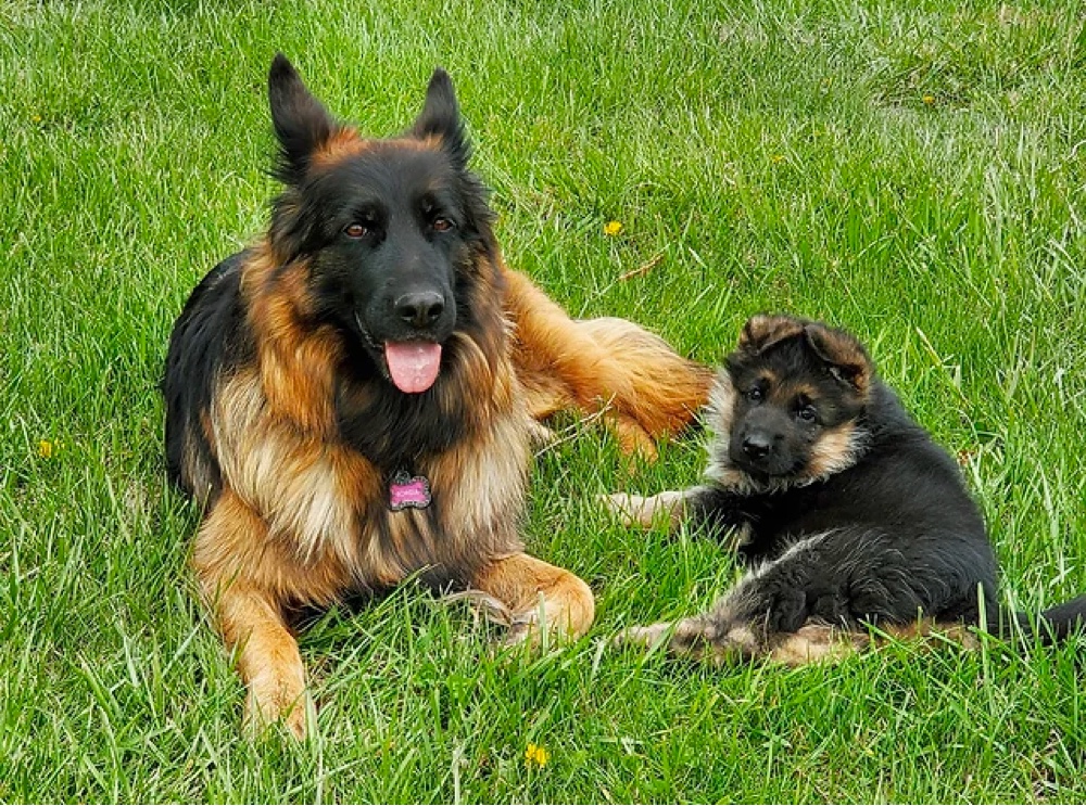 WindLaufer European German Shepherds