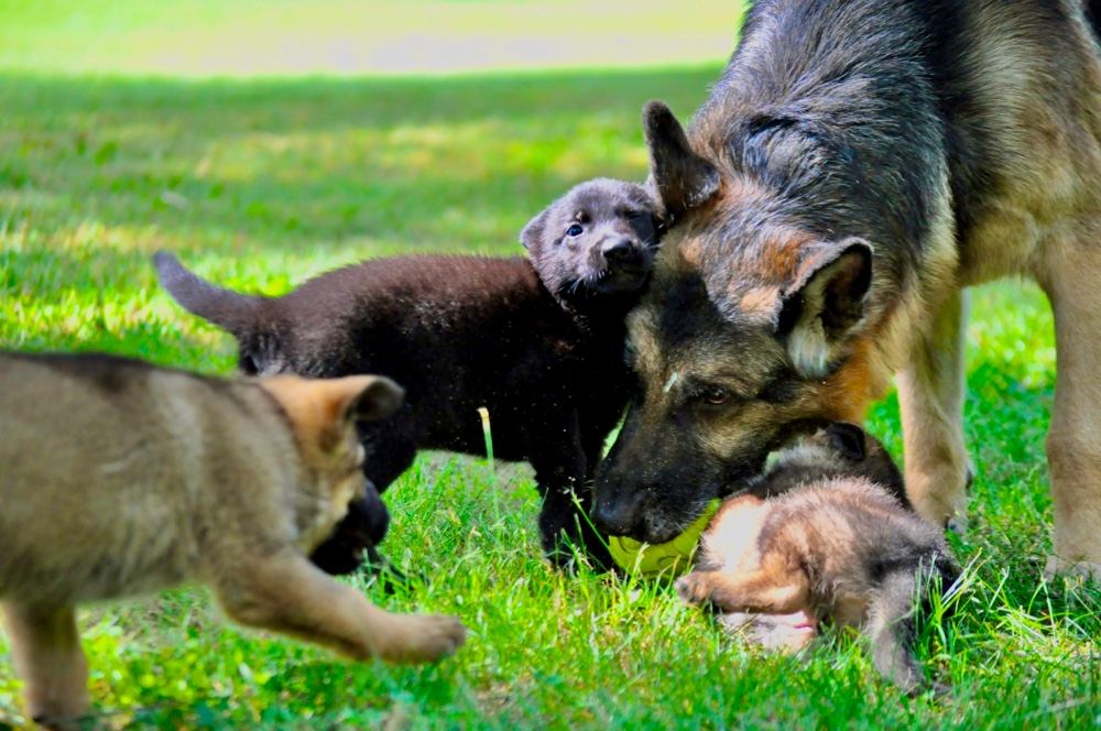 Dry Creek German Shepherds