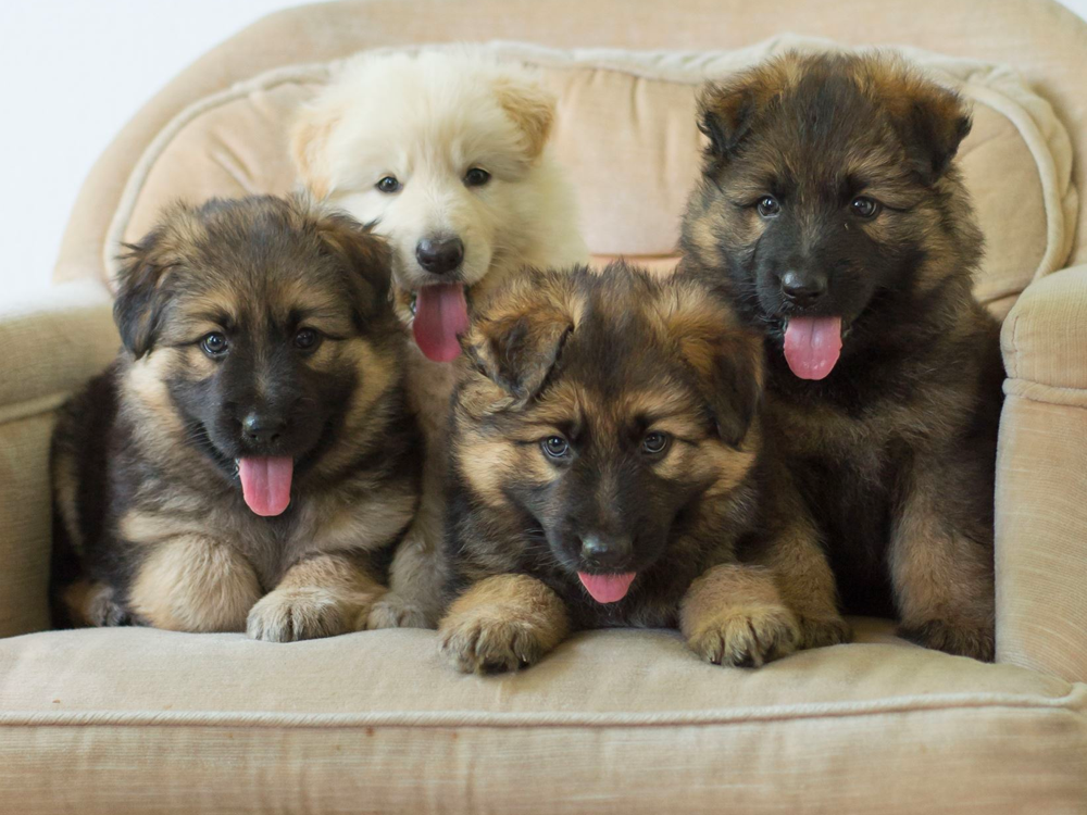 German Shepherd Puppies Iowa