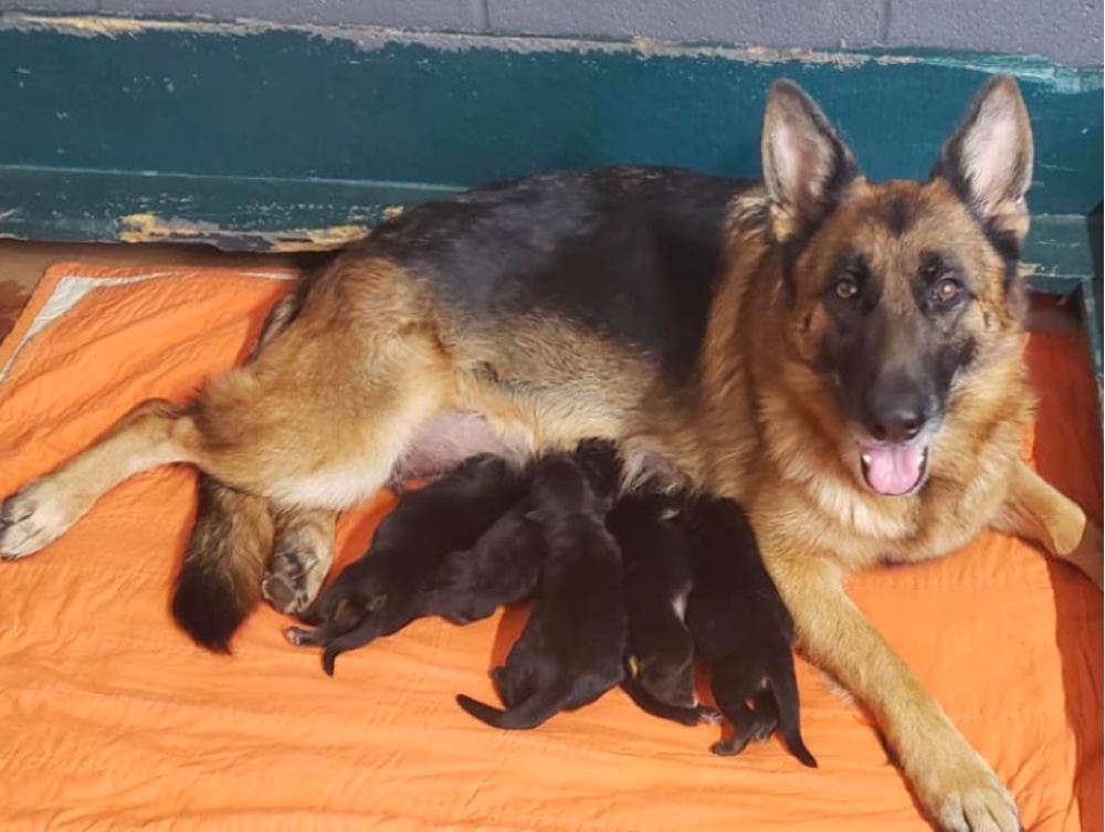 Hauz Brezel German Shepherds