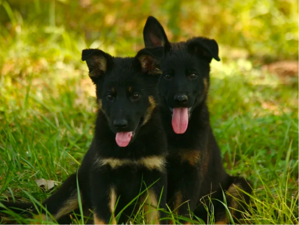 Ingram German Shepherds