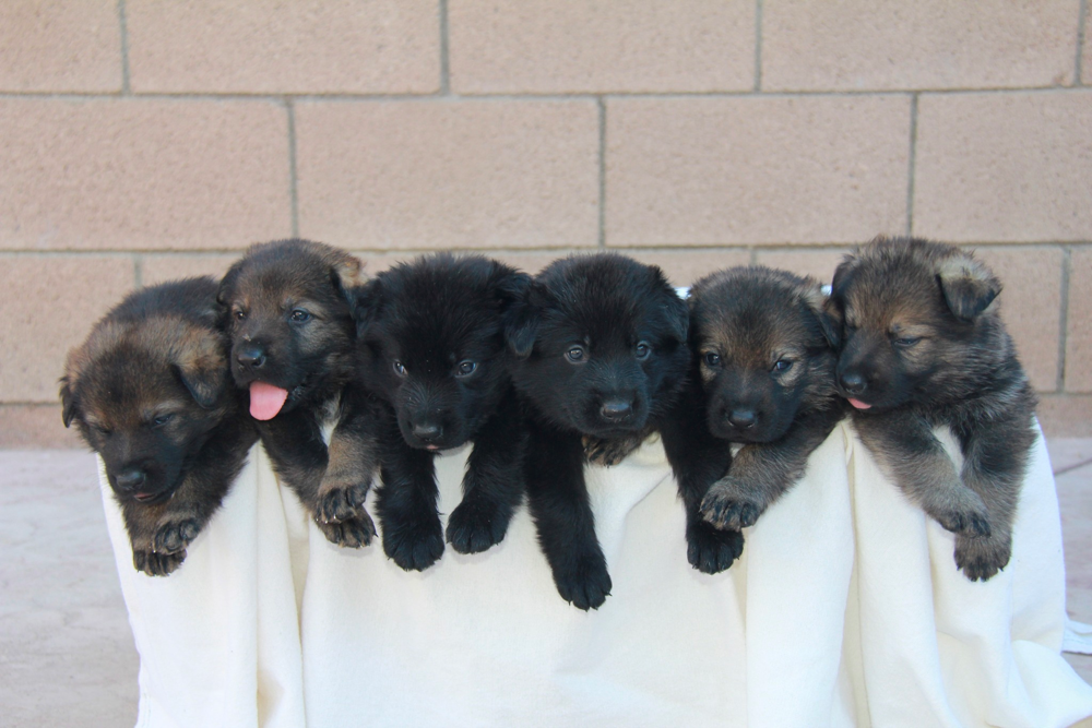 Inland German Shepherds