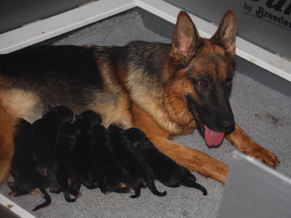 Lundborg-Land German Shepherds