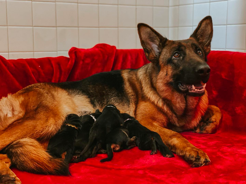 My BodyGuard German Shepherd Dogs