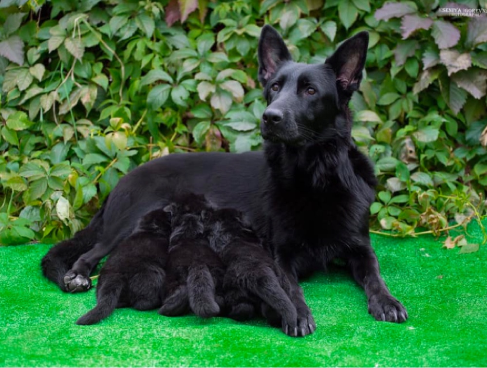 Myranda Godwin German Shepherds