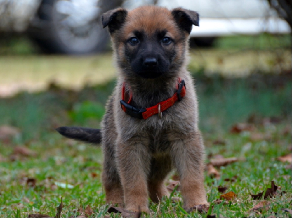 Schwarzer Hund German Shepherds