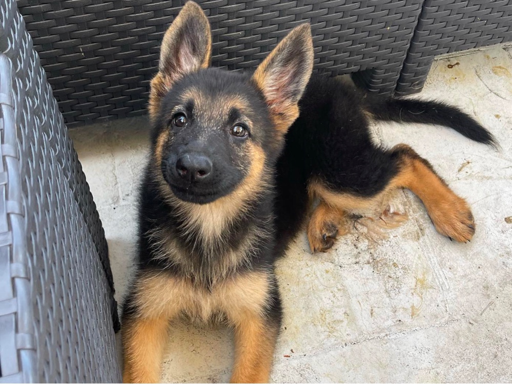 South Florida German Shepherds