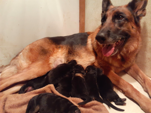 Vom Roten Wald German Shepherds