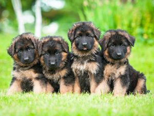 Von Florida German Shepherds