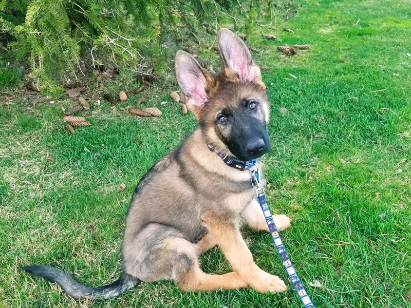 3-Month-Old German Shepherd Puppy