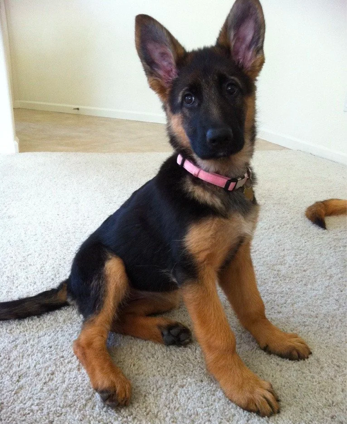 3-Month-Old German Shepherd puppy