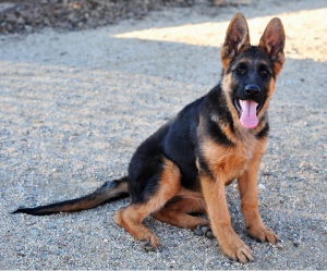 4 month old german shepherd