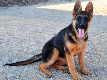 4 month old german shepherd