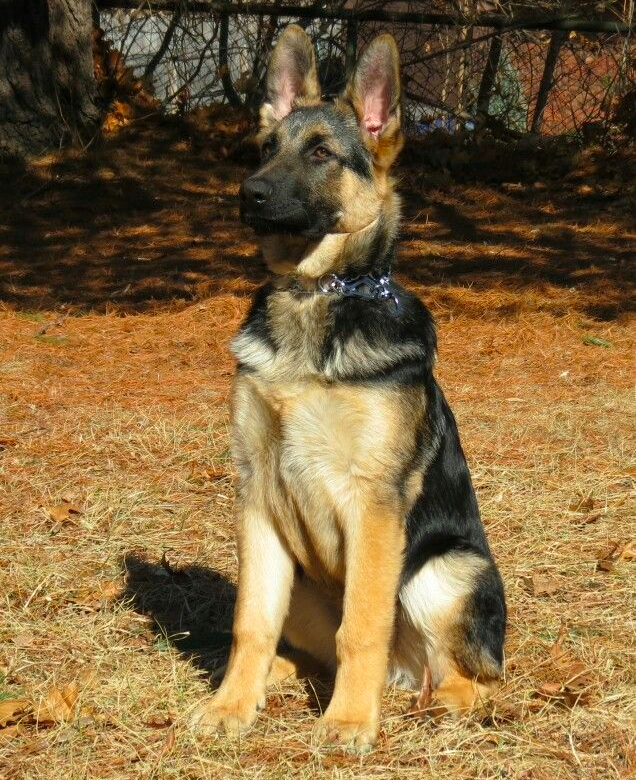 how much should a 4 month old german shepherd weight