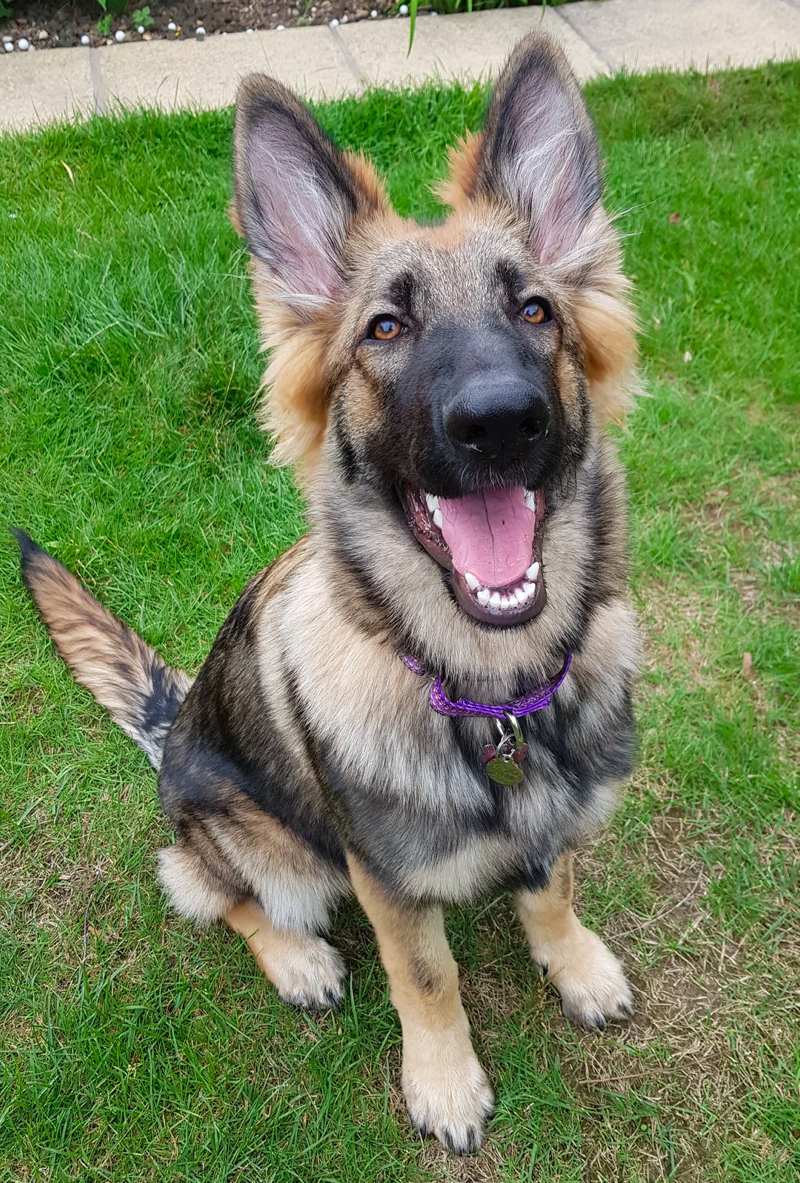 6 month old german shepherd puppy