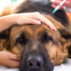 Addison's Disease in German Shepherds