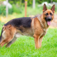 Basic Instincts of German Shepherd