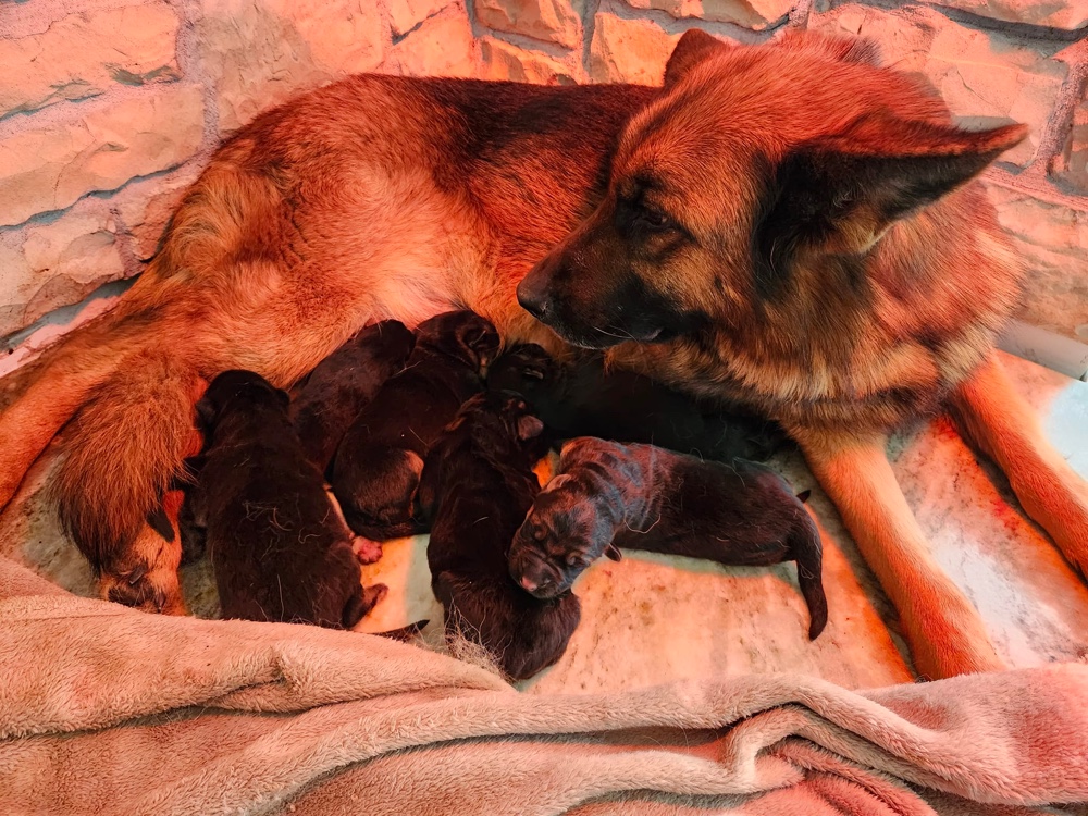 Baumwolle German Shepherd Puppies