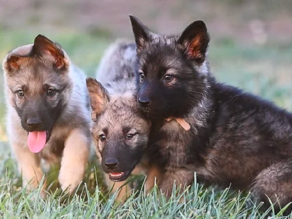 Bellevue German Shepherds