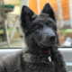 Blue German Shepherd Trainability