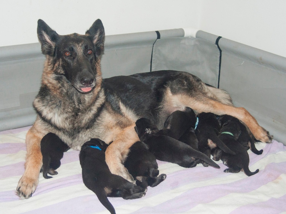 Bmeerhuis German Shepherds