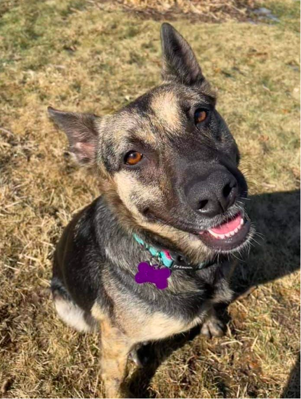 Brindle German Shepherd