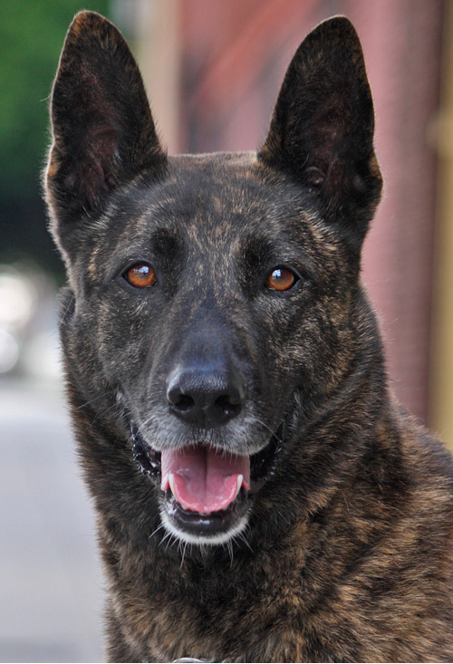 Brindle German Shepherd Intelligence