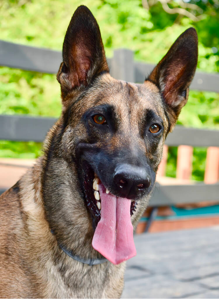 Brindle German Shepherds