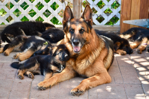 Casimir German Shepherds