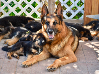 Casimir German Shepherds