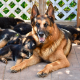 Casimir German Shepherds