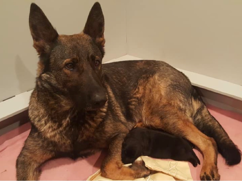 german shepherd puppies for sale in va