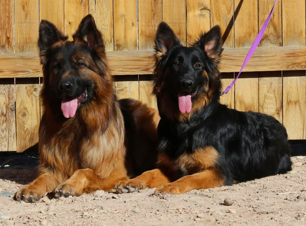 Centennial German Shepherds