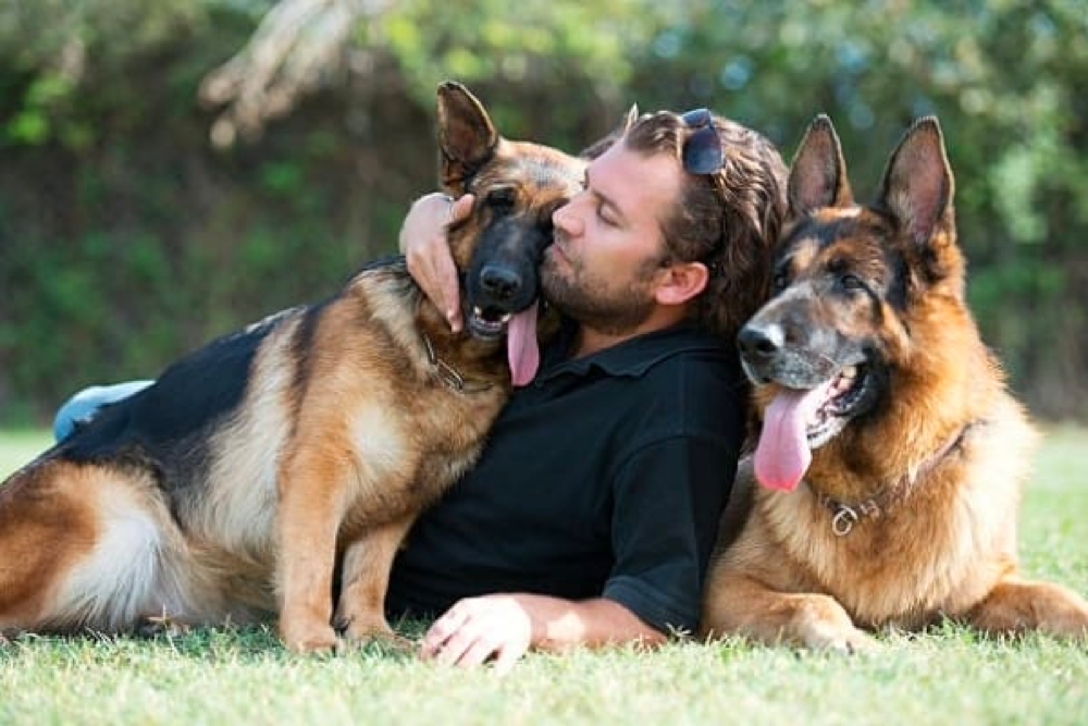 Communication With Your German Shepherd Dogs