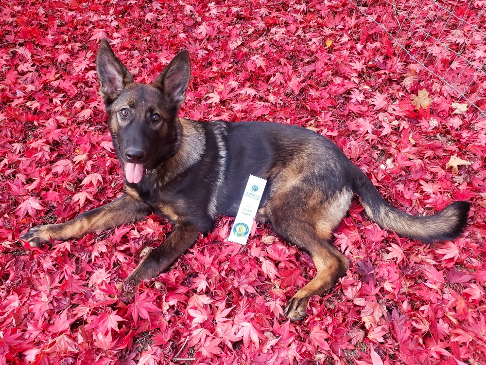 Coppermoon German Shepherd Dogs