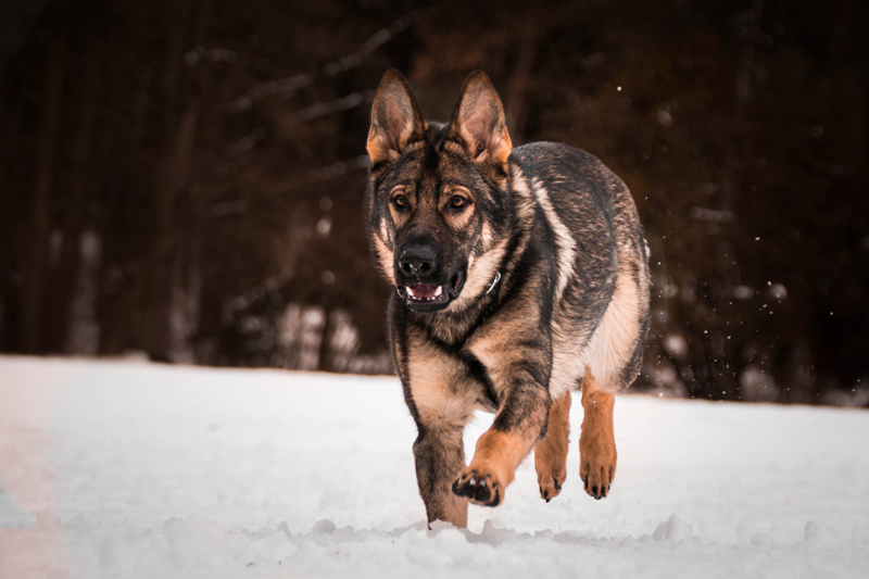 Czech German Shepherd Dogs