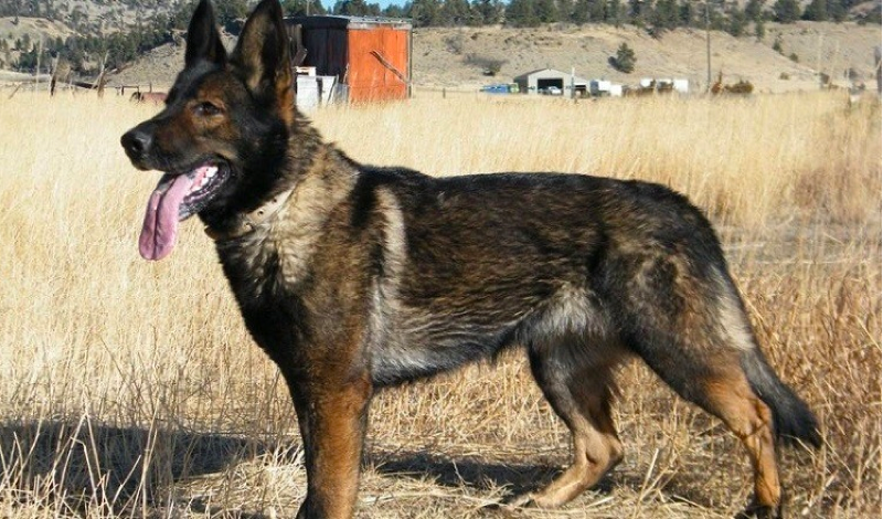 DDR Line German Shepherds