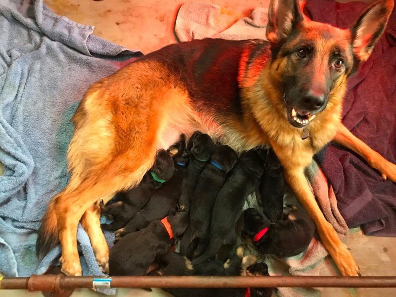 Top 10 Best German Shepherd Breeders Residing In Massachusetts (MA)