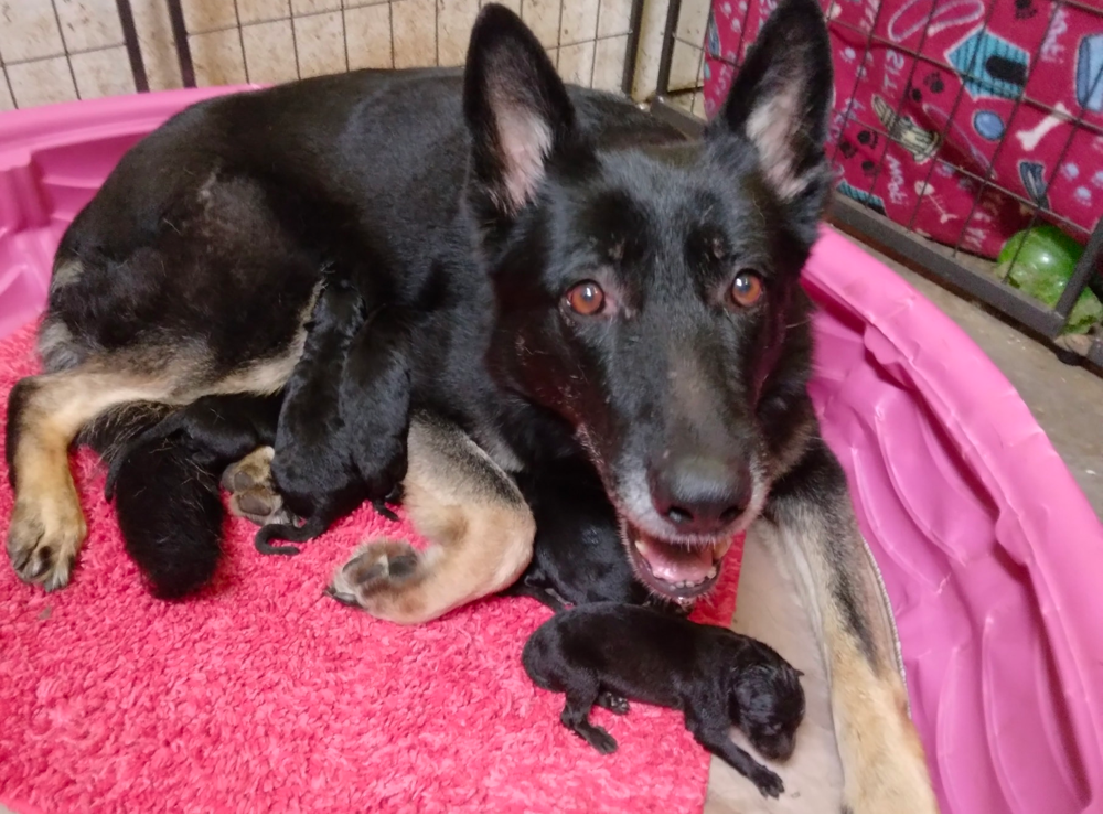 german shepherd breeders in oregon