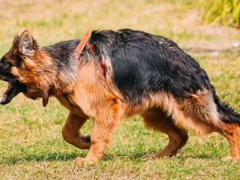 Digestive Tract Disorder in German Shepherds