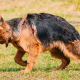 Digestive Tract Disorder in German Shepherds