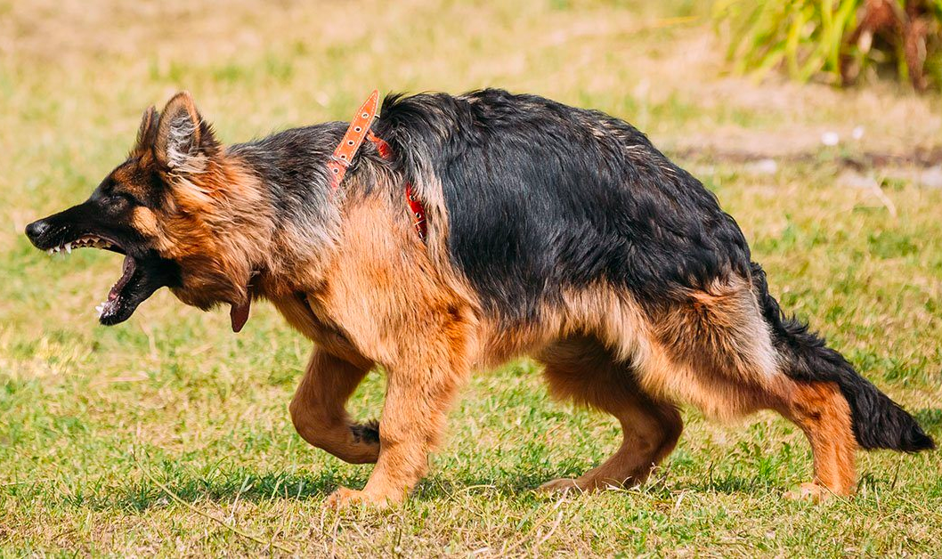 Digestive Tract Disorder in German Shepherds