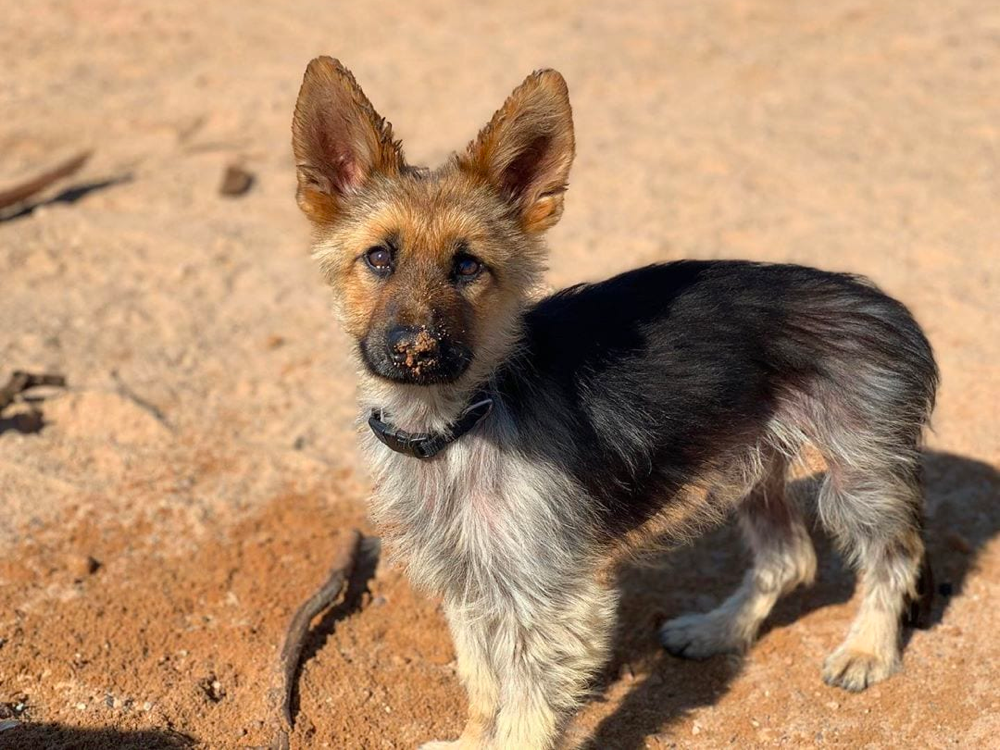 Dwarfism in German Shepherd Dog