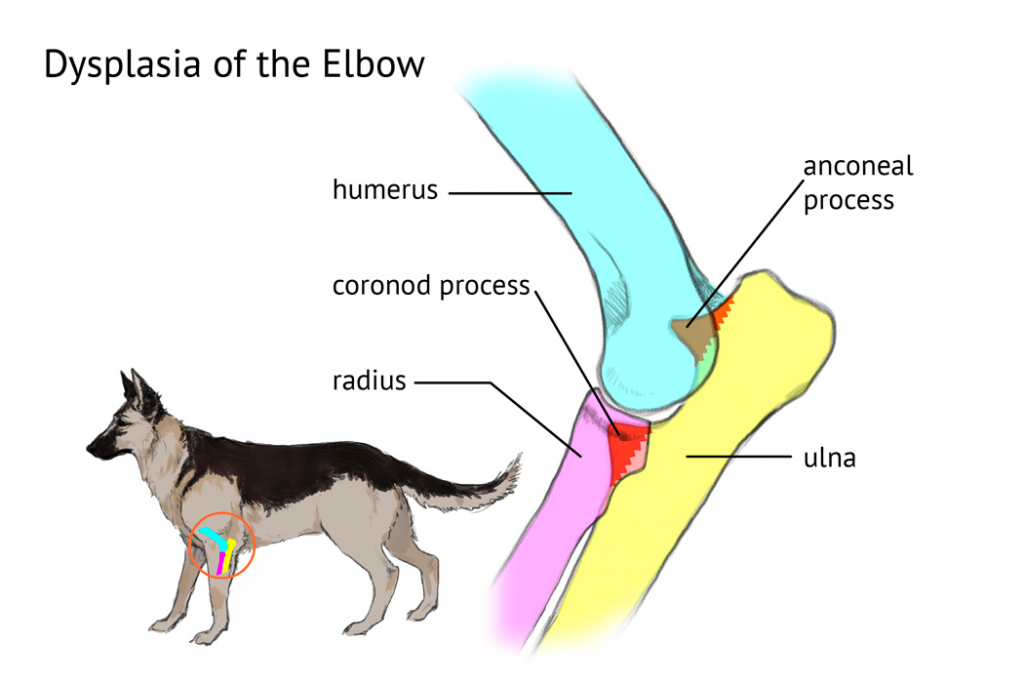 Elbow Dysplasia in German Shepherds Symptoms, Causes, and Treatments