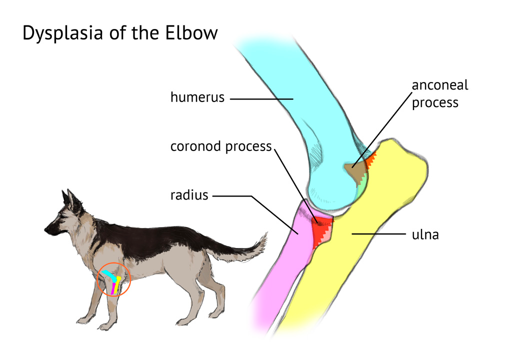 Elbow Dysplasia in German Shepherds