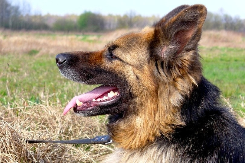 Enlarged Heart in German Shepherds