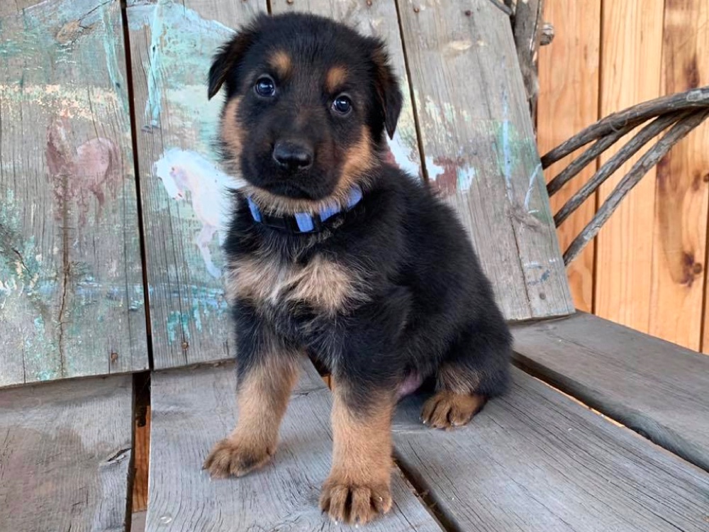 Far West German Shepherds