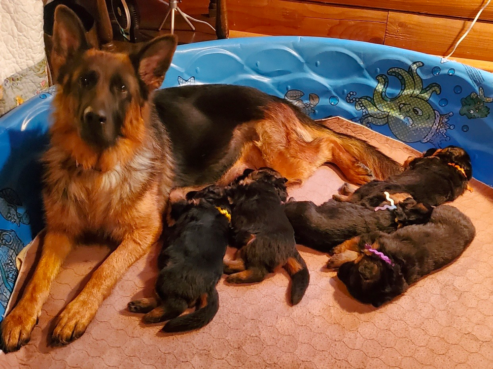 Flood Farm German Shepherds